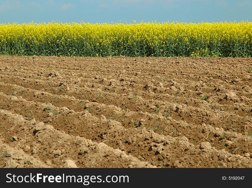 Rapeseed and and blue sky background. Rapeseed and and blue sky background