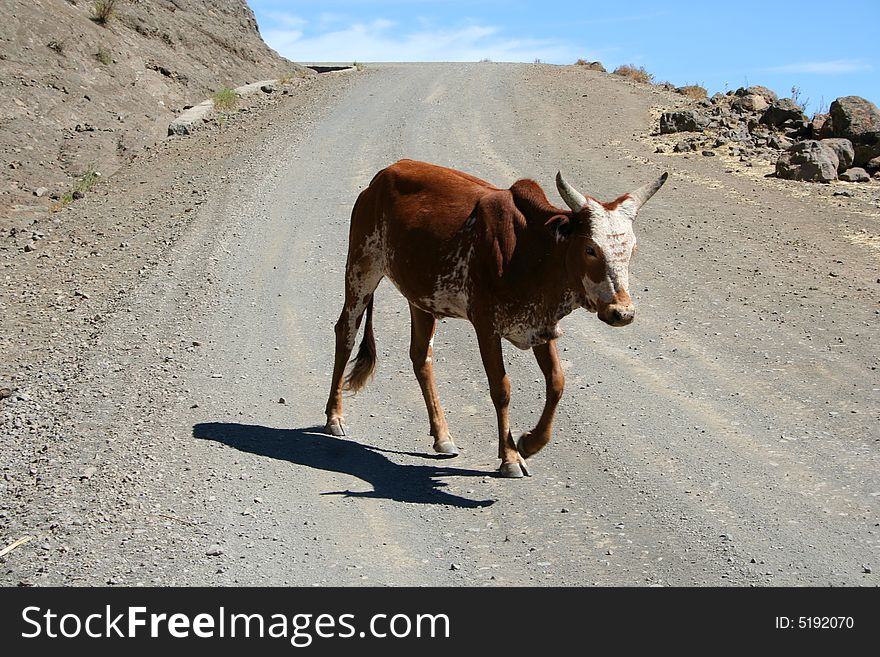 A brown and white cow walking down a dirt road in Ethiopia. A brown and white cow walking down a dirt road in Ethiopia