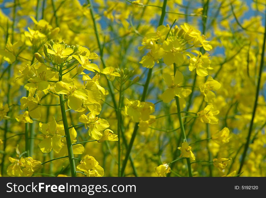 Detail of rapeseed - GMO - genetically modified organism. Detail of rapeseed - GMO - genetically modified organism