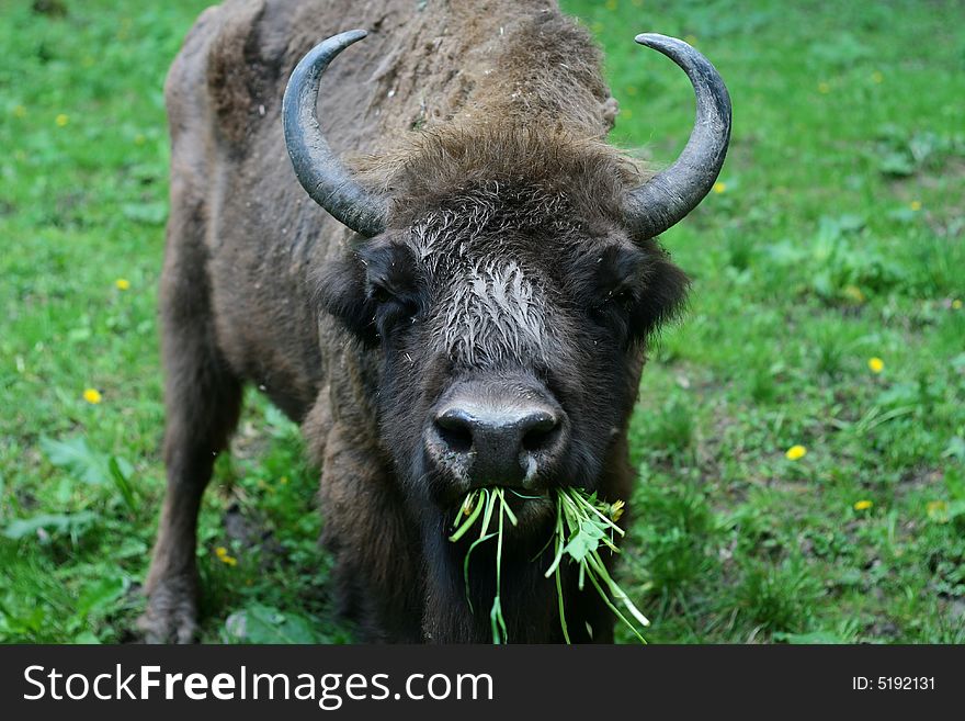 Eating bison in the poland park