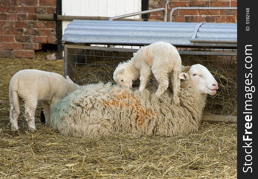 A baby lamb on top of its mother while she lies relaxing.