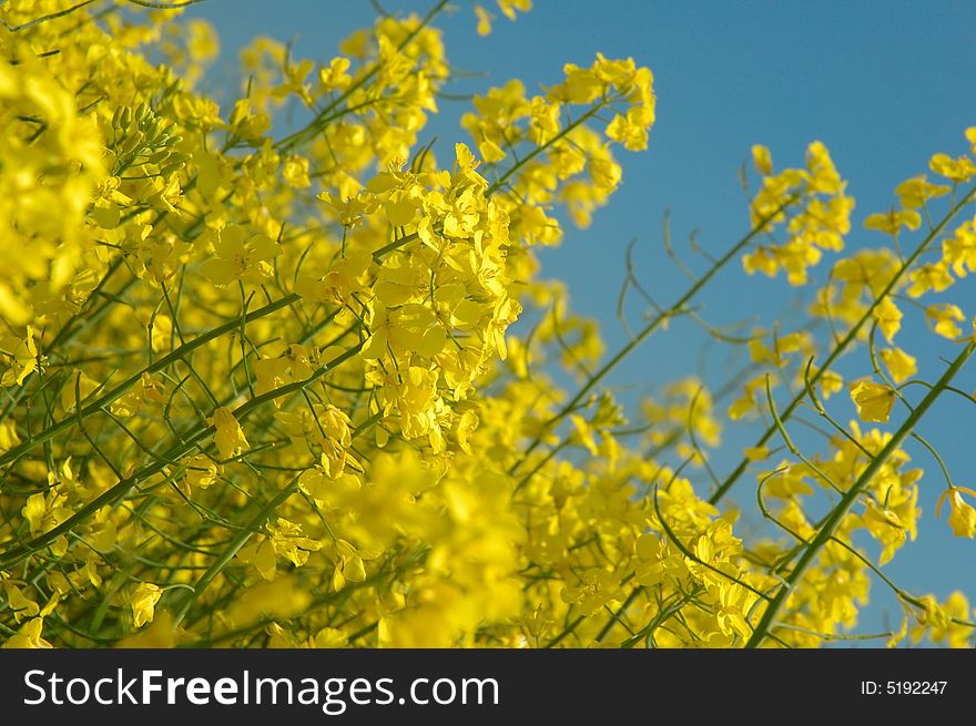 Detail of rapeseed - GMO - genetically modified organism. Detail of rapeseed - GMO - genetically modified organism