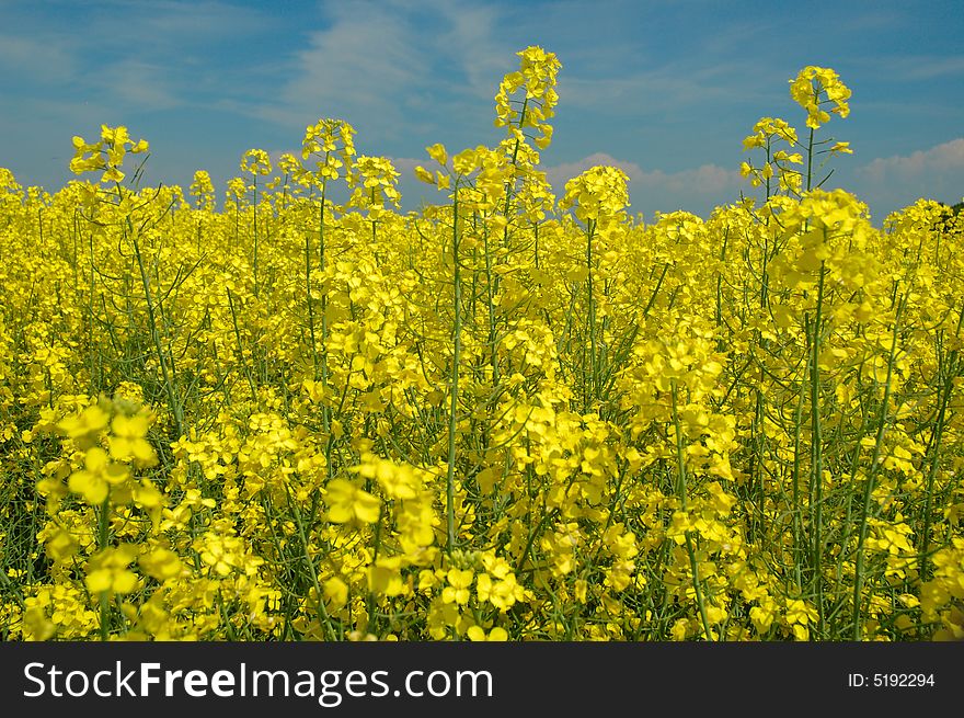 Rapeseed and and blue sky background. Rapeseed and and blue sky background