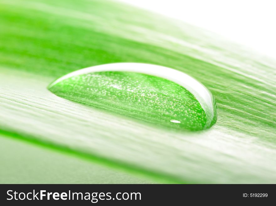 Green Plant with water drops. Green Plant with water drops