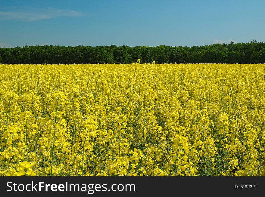 Rapeseed and and blue sky background. Rapeseed and and blue sky background