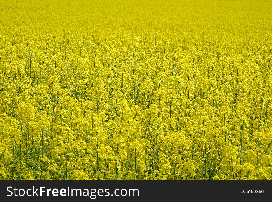 Detail Of Rapeseeds - GMO