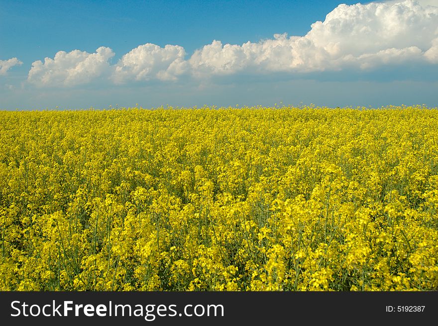 Rapeseed And Blue Sky