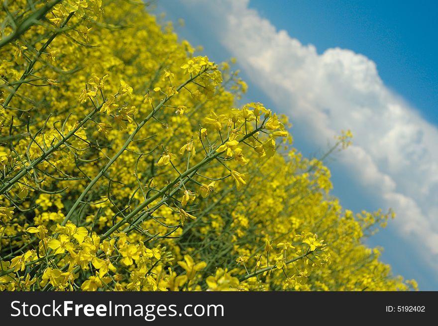 Detail Of Rapeseeds - GMO