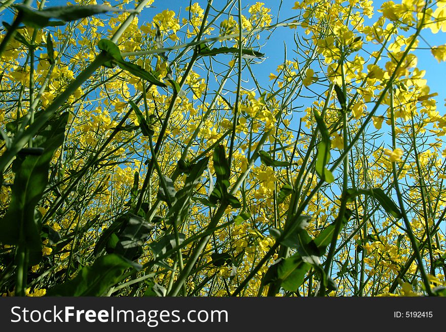 Detail of rapeseed - GMO - genetically modified organism. Detail of rapeseed - GMO - genetically modified organism