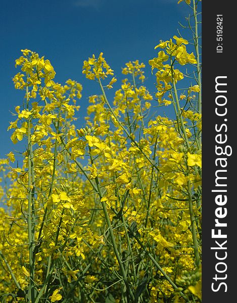 Rapeseed and blue sky