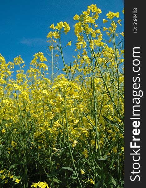 Detail of rapeseed - GMO - genetically modified organism. Detail of rapeseed - GMO - genetically modified organism