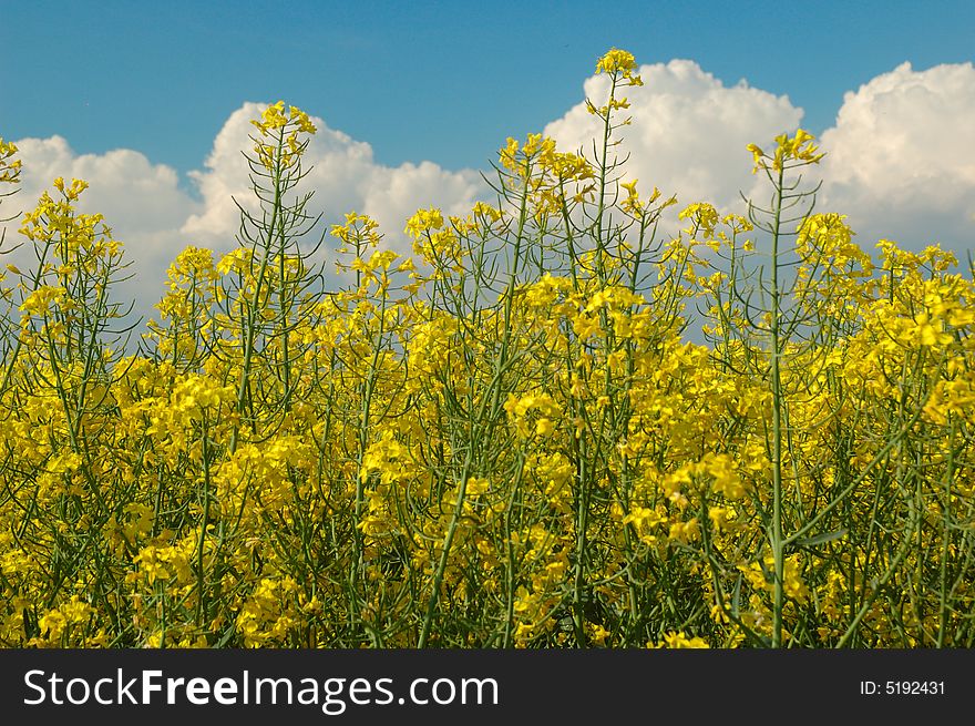 Rapeseed and and blue sky background. Rapeseed and and blue sky background