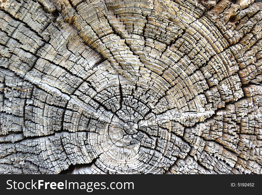 Close-up wooden cut texture for background
