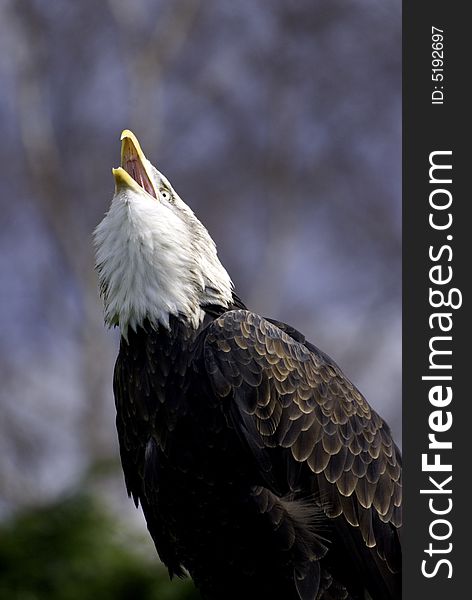 American bald eagle flying through air