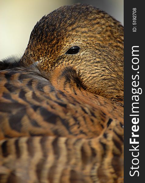 Close up of an eider. Close up of an eider