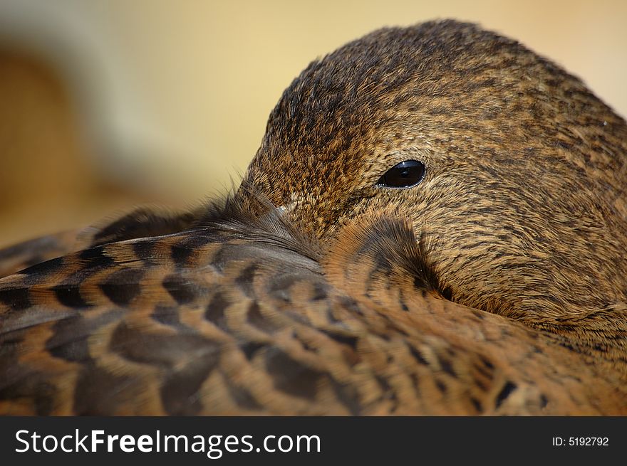 Close up of an eider. Close up of an eider