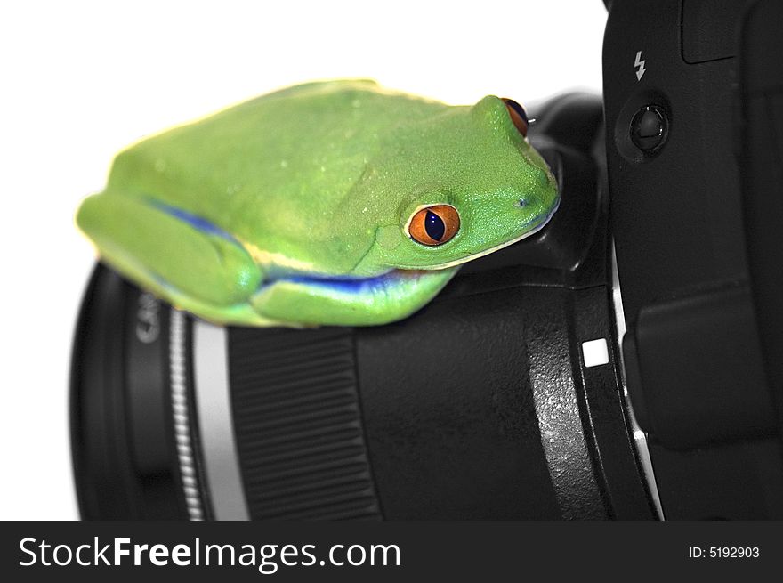 Red eyed tree frog on camera