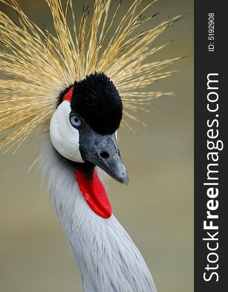 Portait of a gray crowned crane. Portait of a gray crowned crane