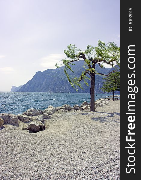 Tree against mountain on rocky beach of Garda lake. Tree against mountain on rocky beach of Garda lake
