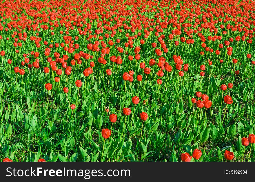 Close up of a beautiful glade of tulips. Close up of a beautiful glade of tulips