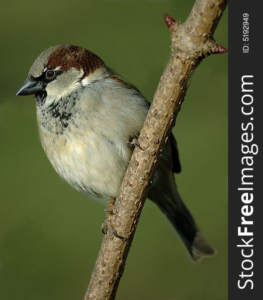 House Sparrow