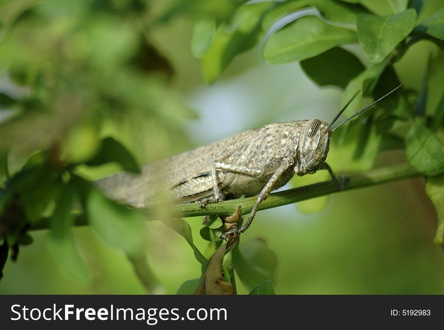 Giant locust sat in a bush