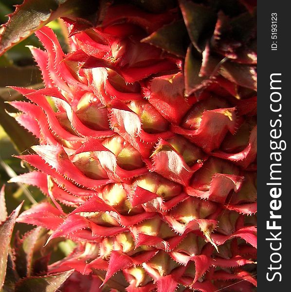 Pineapple Bloom Close Up