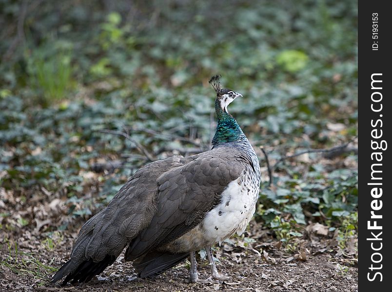 Beautiful image of  peacock , juno's bird