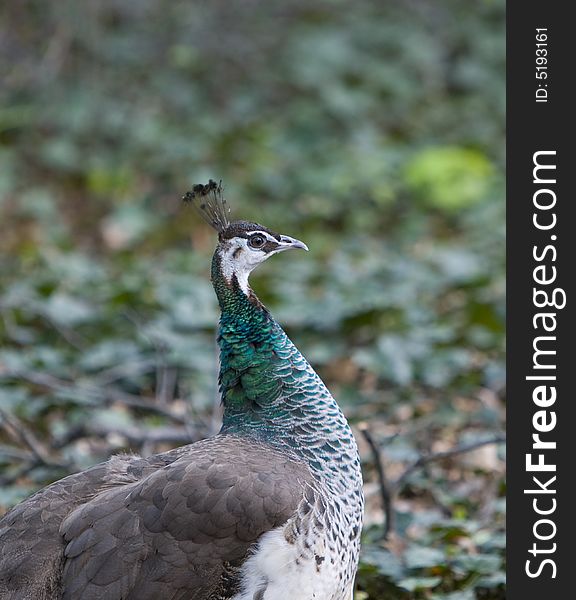 Beautiful image of peacock , juno's bird