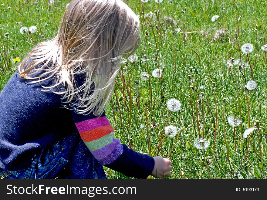 Little girl picking a fluffy dandelion. Little girl picking a fluffy dandelion.