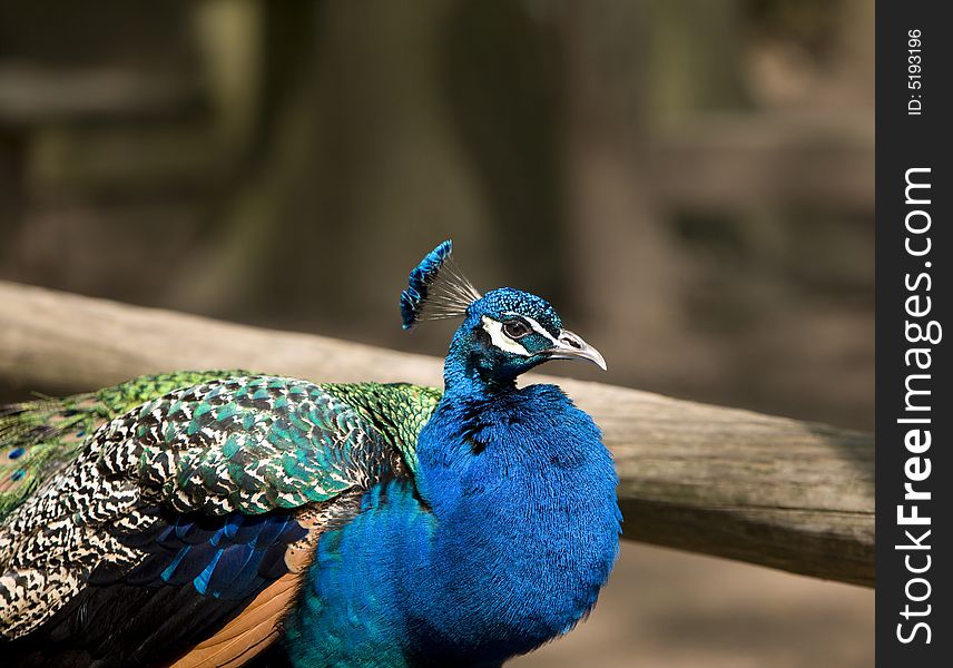 Beautiful image of  peacock , juno's bird