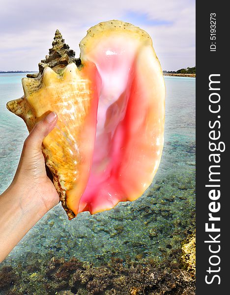 Hand holding seashell against ocean background