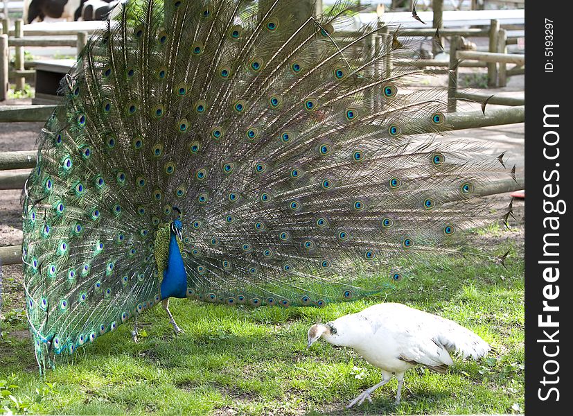 Beautiful image of peacock , juno's bird