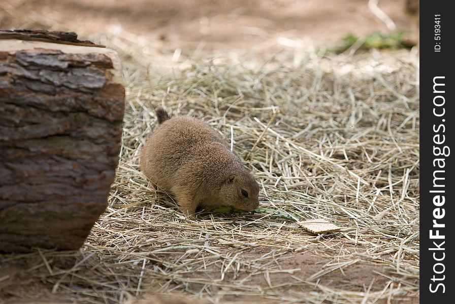 Beautiful image of Prairie dog .