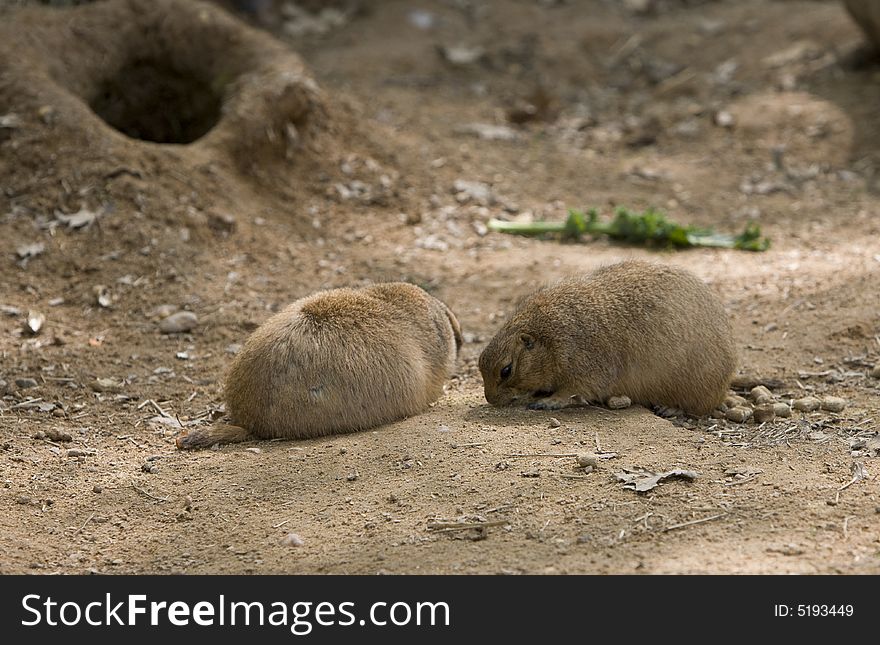 Beautiful image of Prairie dog .