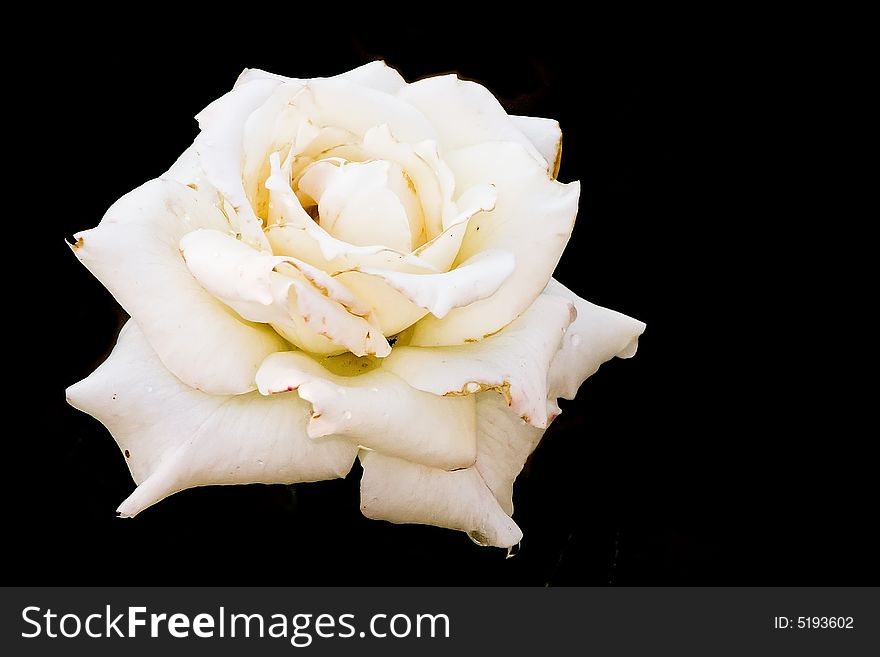White rose over black background