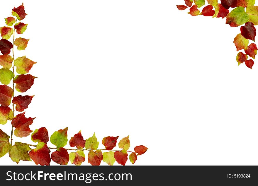 Autumn frame with red  leaves on white