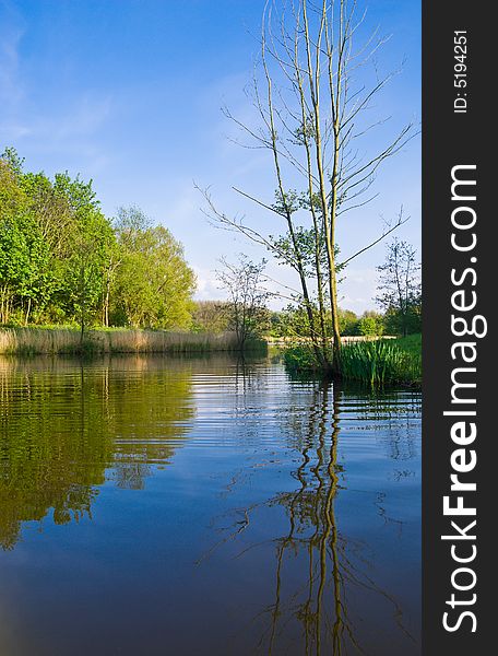 Tree on the shore of a Beautiful lake, view from the water. Tree on the shore of a Beautiful lake, view from the water.