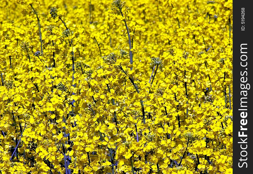 Yellow flowers - background