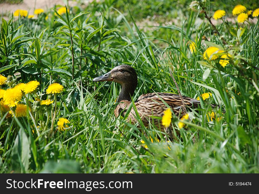 Springtime. The duck sitting in dandelions. Springtime. The duck sitting in dandelions