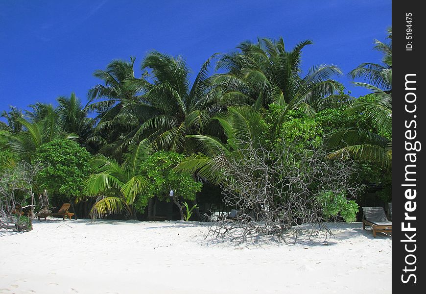 Tropical maldivian beach with coconut palms and coral sand