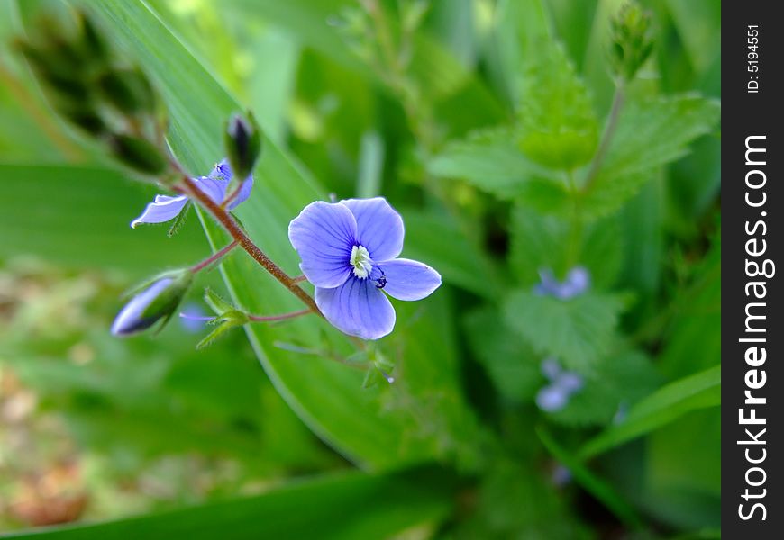 Wild blue flower on grass