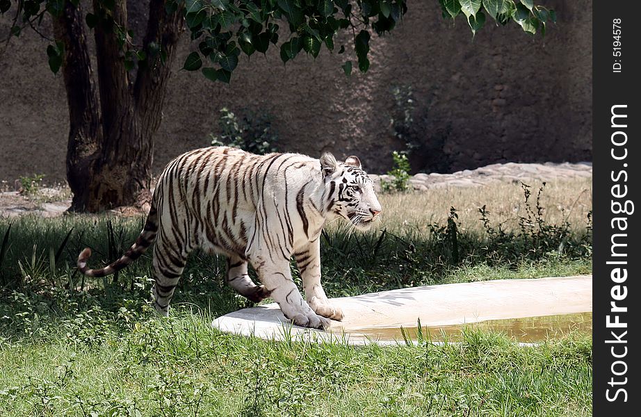 White Tigress ready to jump in a  water pool in Chandigarh Zoo, Punjab.