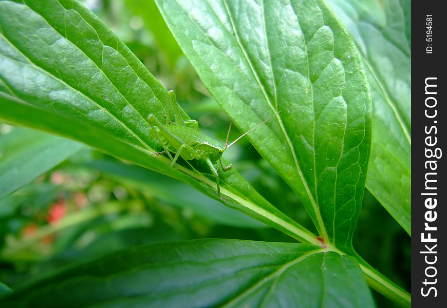 Green grasshopper on leaf macro