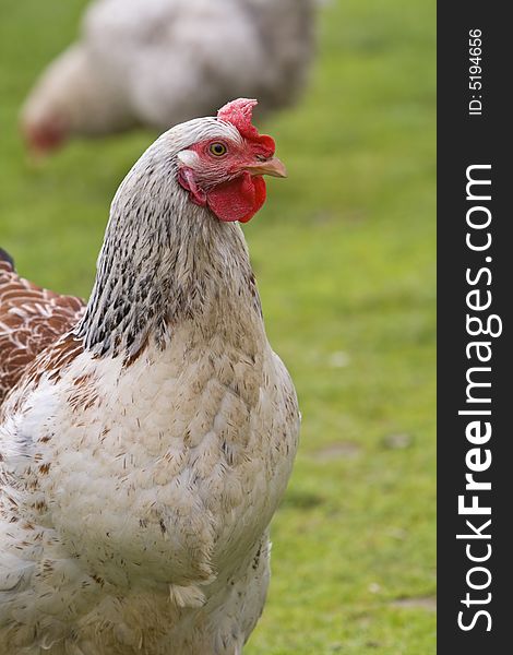 Close-up image of a rooster in a garden.Shot with Canon 70-200mm f/2.8L IS USM