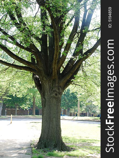 An old tree in park. An old tree in park.