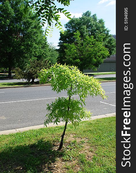 Lonely young sapling at passing through part of road. Lonely young sapling at passing through part of road.