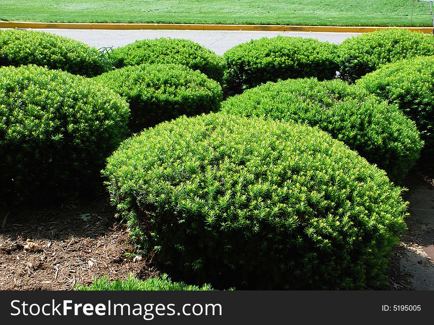 Polled bushes remind herd of sheeps. Polled bushes remind herd of sheeps.