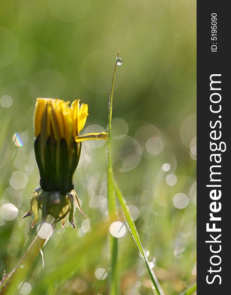 Prime of dandelion and drop on the stalk in morning light. Prime of dandelion and drop on the stalk in morning light