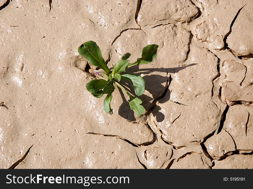 Small plant growing in a drought desert. Small plant growing in a drought desert